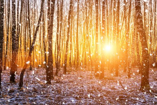 Sunset or sunrise in a birch grove with a falling snow. Rows of birch trunks with the sun's rays passing through them. Snowfall.