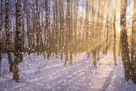 Sunset or sunrise in a birch grove with a falling snow. Rows of birch trunks with the sun's rays passing through them. Snowfall.