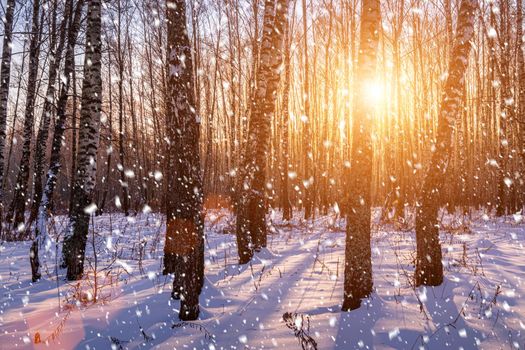 Sunset or sunrise in a birch grove with a falling snow. Rows of birch trunks with the sun's rays passing through them. Snowfall.