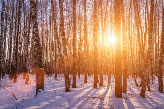 Sunset or sunrise in a birch grove with a winter snow on earth. Rows of birch trunks with the sun's rays passing through them.