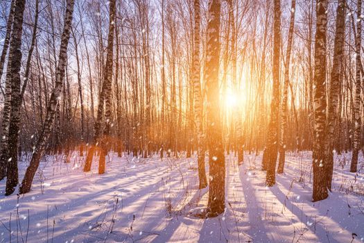 Sunset or sunrise in a birch grove with a falling snow. Rows of birch trunks with the sun's rays passing through them. Snowfall.