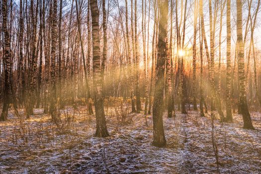 Sunset or sunrise in a birch grove with a first winter snow on earth. Rows of birch trunks with the sun's rays passing through them.