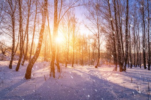 Sunset or sunrise in a birch grove with a falling snow. Rows of birch trunks with the sun's rays passing through them. Snowfall.