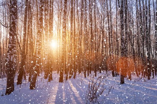 Sunset or sunrise in a birch grove with a falling snow. Rows of birch trunks with the sun's rays passing through them. Snowfall.