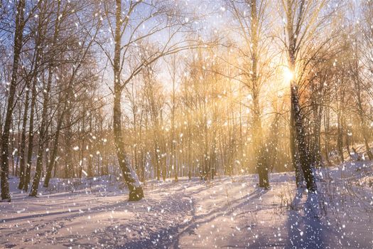 Sunset or sunrise in a birch grove with a falling snow. Rows of birch trunks with the sun's rays passing through them. Snowfall.