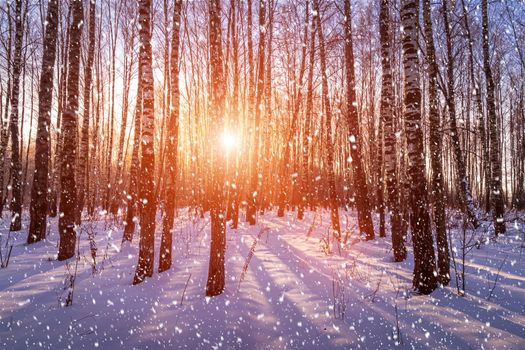 Sunset or sunrise in a birch grove with a falling snow. Rows of birch trunks with the sun's rays passing through them. Snowfall.