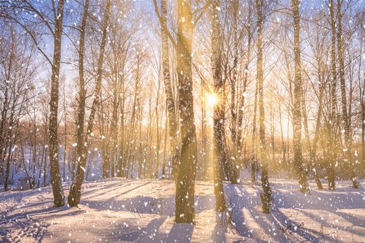 Sunset or sunrise in a birch grove with a falling snow. Rows of birch trunks with the sun's rays passing through them. Snowfall.