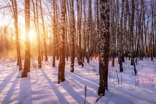 Sunset or sunrise in a birch grove with a winter snow on earth. Rows of birch trunks with the sun's rays passing through them.