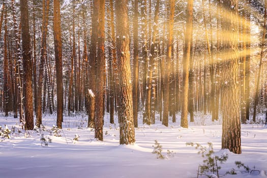 Sunset or sunrise in the winter pine forest covered with a snow. Rows of pine trunks with the sun's rays passing through them. Snowfall.