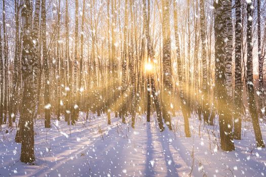 Sunset or sunrise in a birch grove with a falling snow. Rows of birch trunks with the sun's rays passing through them. Snowfall.