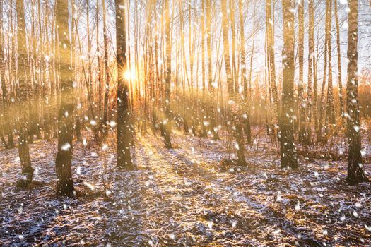 Sunset or sunrise in a birch grove with a falling snow. Rows of birch trunks with the sun's rays passing through them. Snowfall.