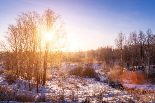 Sunset or sunrise in a birch grove with a winter snow on earth. Rows of birch trunks with the sun's rays passing through them.