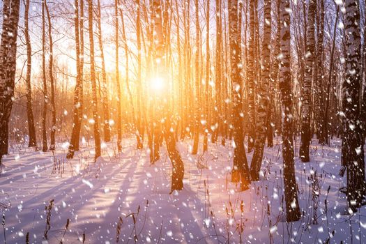 Sunset or sunrise in a birch grove with a falling snow. Rows of birch trunks with the sun's rays passing through them. Snowfall.