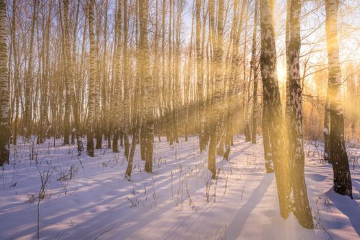 Sunset or sunrise in a birch grove with a winter snow on earth. Rows of birch trunks with the sun's rays passing through them.