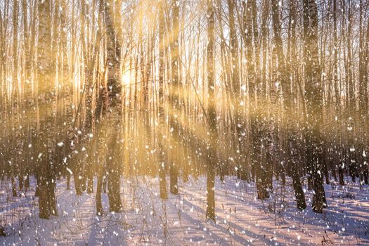 Sunset or sunrise in a birch grove with a falling snow. Rows of birch trunks with the sun's rays passing through them. Snowfall.