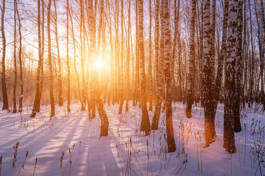 Sunset or sunrise in a birch grove with a winter snow on earth. Rows of birch trunks with the sun's rays passing through them.