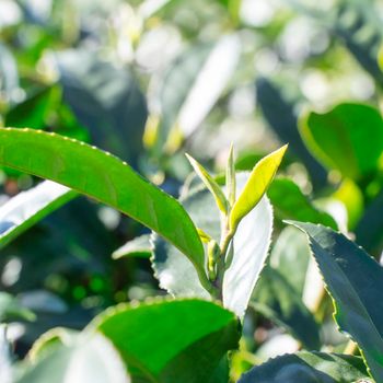 Beautiful green tea crop garden rows scene with blue sky and cloud, design concept for the fresh tea product background, copy space.