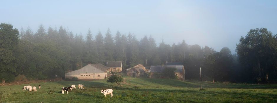 black and white cows on foggy early morning in central brittany near nature park d'armorique in france under blue sky near forest and old farm