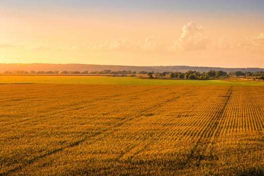 Top view to the rows of young corn in an agricultural field at sunset or sunrise. Rural landscape.