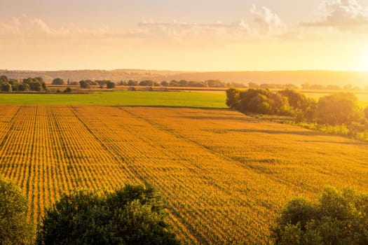 Top view to the rows of young corn in an agricultural field at sunset or sunrise. Rural landscape.