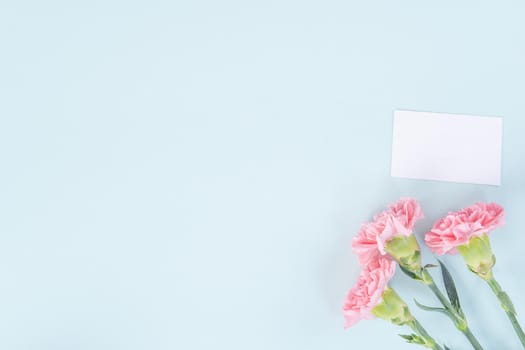 Beautiful, elegant pink carnation flower over bright light blue table background, concept of Mother's Day flower gift, top view, flat lay, overhead