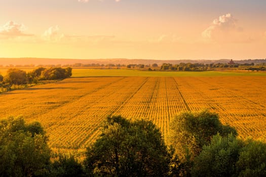 Top view to the rows of young corn in an agricultural field at sunset or sunrise. Rural landscape.