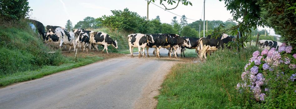 black and white cows cross country road in central brittany near nature park d'armorique in france under blue sky