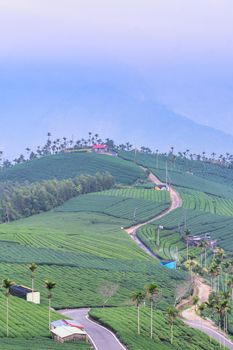 Beautiful green tea crop garden rows scene with blue sky and cloud, design concept for the fresh tea product background, copy space.