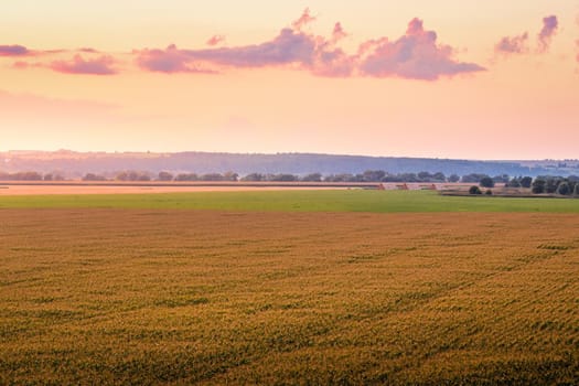 Top view to the rows of young corn in an agricultural field at twilight. Rural landscape.