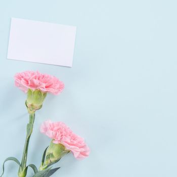 Beautiful, elegant pink carnation flower over bright light blue table background, concept of Mother's Day flower gift, top view, flat lay, overhead