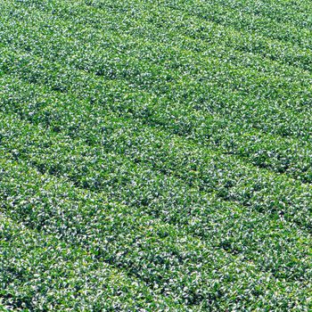 Beautiful green tea crop garden rows scene with blue sky and cloud, design concept for the fresh tea product background, copy space.