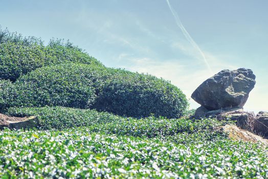 Beautiful green tea crop garden rows scene with blue sky and cloud, design concept for the fresh tea product background, copy space.