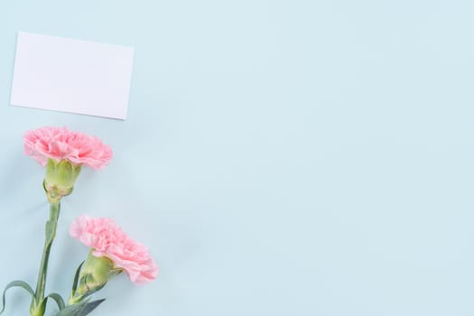 Beautiful, elegant pink carnation flower over bright light blue table background, concept of Mother's Day flower gift, top view, flat lay, overhead