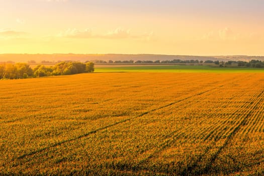 Top view to the rows of young corn in an agricultural field at sunset or sunrise. Rural landscape.