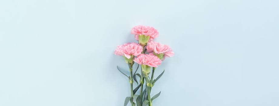 Beautiful, elegant pink carnation flower over bright light blue table background, concept of Mother's Day flower gift, top view, flat lay, overhead