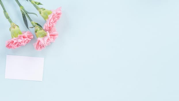 Beautiful, elegant pink carnation flower over bright light blue table background, concept of Mother's Day flower gift, top view, flat lay, overhead