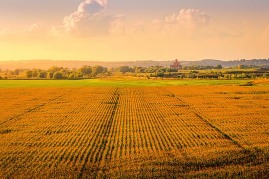 Top view to the rows of young corn in an agricultural field at sunset or sunrise. Rural landscape.