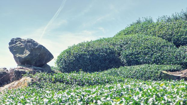 Beautiful green tea crop garden rows scene with blue sky and cloud, design concept for the fresh tea product background, copy space.