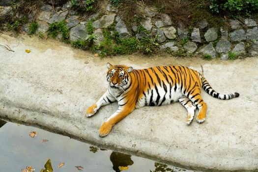 Beautiful Bengal tiger lies on the banks of the pond at the zoo. Zoo concept. Pregnant tigress relaxing. 