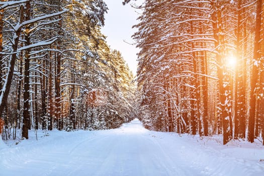 Automobile road through a pine winter forest covered with snow on a clear sunny day. Pines along the edges of the road and the rays of the sun shining through them.