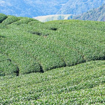 Beautiful green tea crop garden rows scene with blue sky and cloud, design concept for the fresh tea product background, copy space.