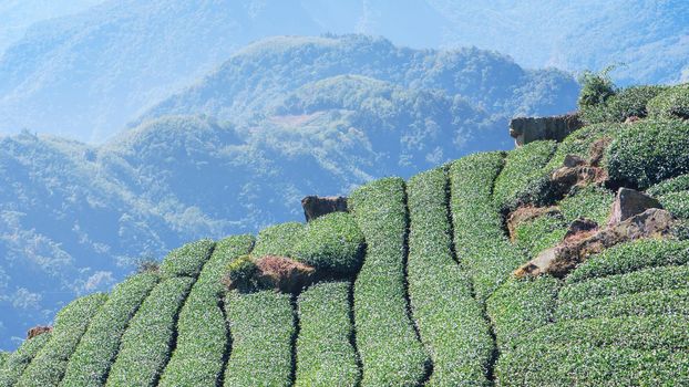 Beautiful green tea crop garden rows scene with blue sky and cloud, design concept for the fresh tea product background, copy space.