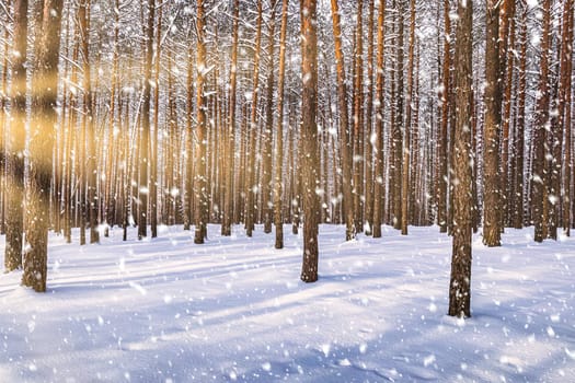 Sunset or sunrise in the winter pine forest with falling snow. Rows of pine trunks with the sun's rays passing through them. Snowfall.