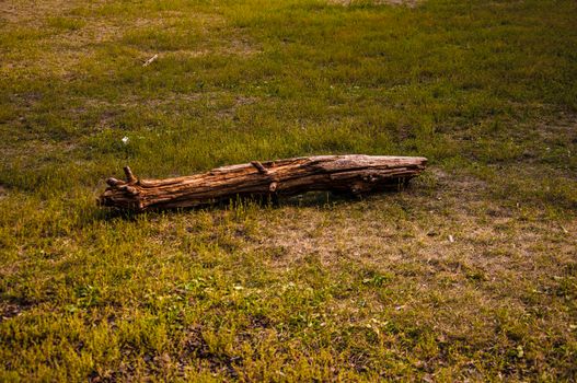 Old rotten tree lies on green grass in the forest