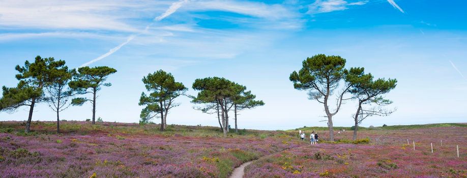 cap d'erqui, france, 10 august 2021: people walk towards ocean between colorful summer flowers under blue sky at cap d'erqui in french brittany