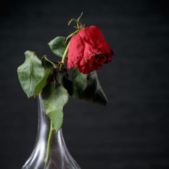 Withered rose on dark gray background and wooden table with fall petals and leaves, design concept of sad Valentine's day romance, broken up, copy,space.