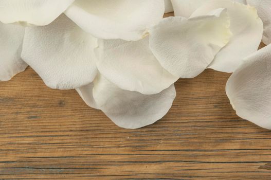 White rose petals on the dark wood table. Romantic date. Birthday. Wedding. Holiday. Copy space. Top view