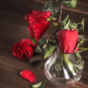 Withered rose on dark gray background and wooden table with fall petals and leaves, design concept of sad Valentine's day romance, broken up, copy,space.