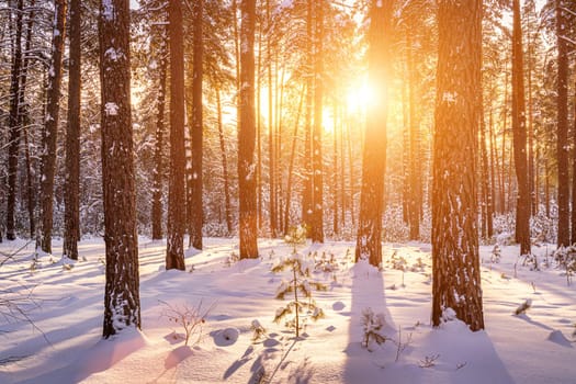 Sunset or sunrise in the winter pine forest covered with a snow. Rows of pine trunks with the sun's rays passing through them. Snowfall.