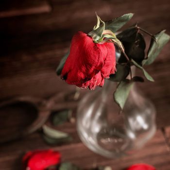 Withered rose on dark gray background and wooden table with fall petals and leaves, design concept of sad Valentine's day romance, broken up, copy,space.